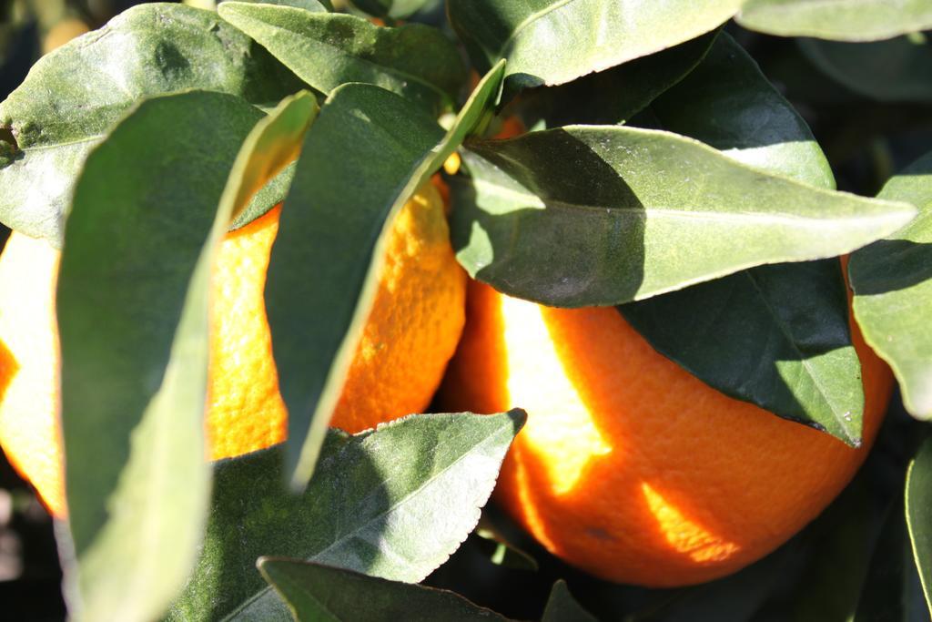 Вилла Casita Naranja Эль-Чорро Номер фото